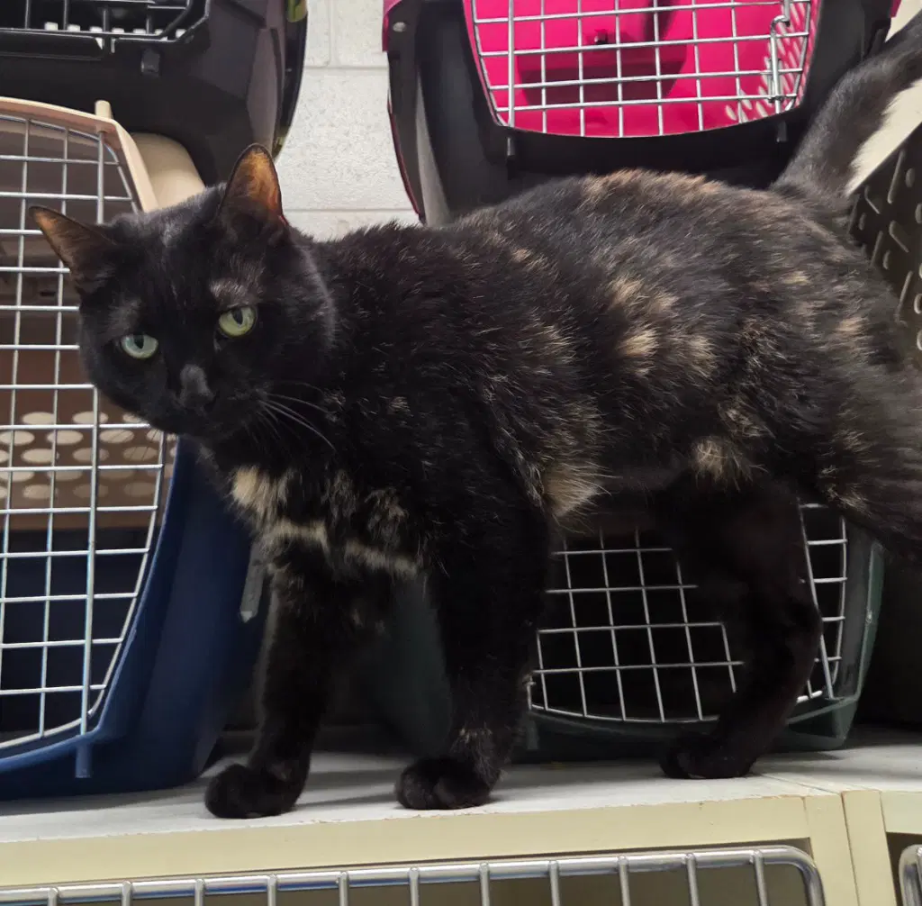 Smokey - Domestic Short Hair