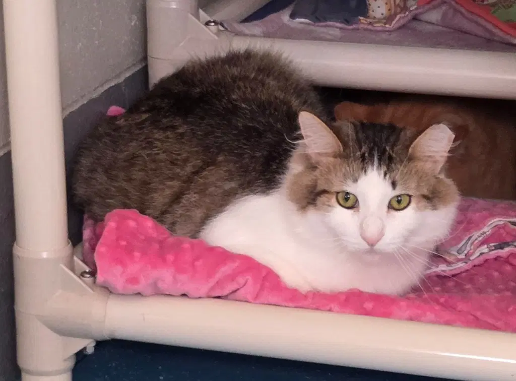 Bailey - Domestic Long Hair