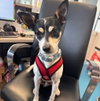 Sparky - Photo 1