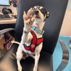 Sparky - Photo 2