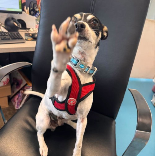 SPARKY - Toy Fox Terrier available for adoption