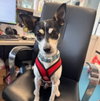 Sparky - Photo 4