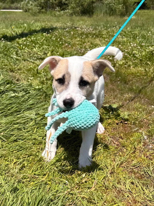Princess Tilly, an adoptable Husky in Muskegon, MI