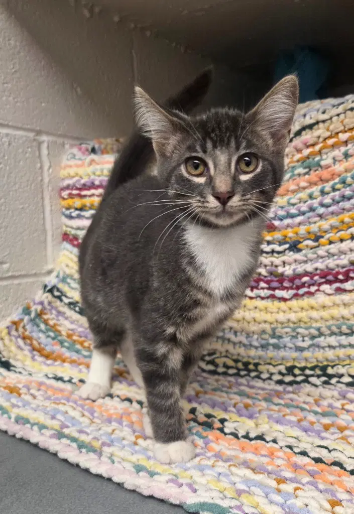 Alby - Domestic Short Hair