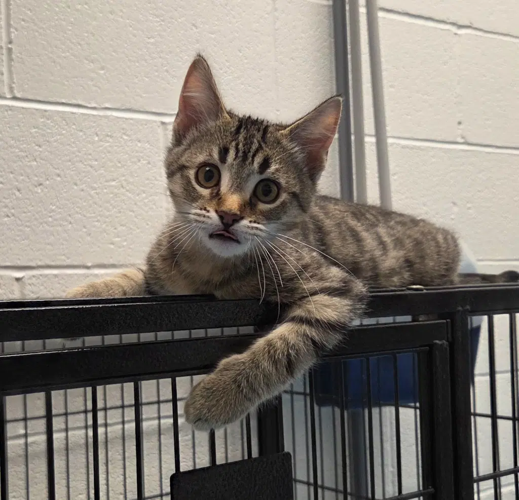 Clyde - Domestic Short Hair
