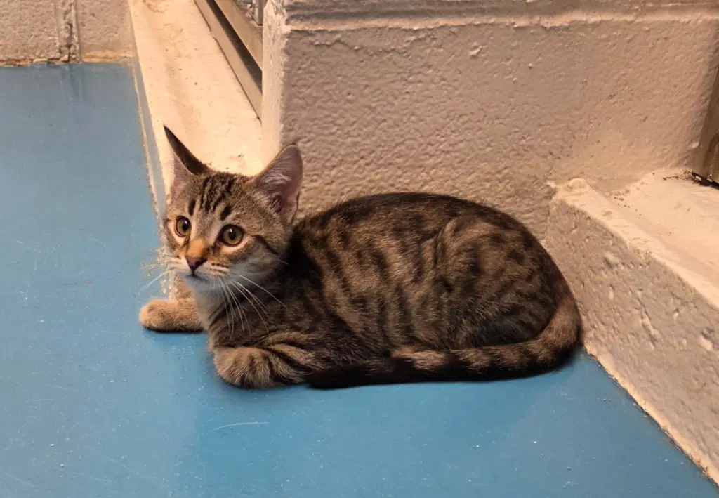 Bonnie - Domestic Short Hair