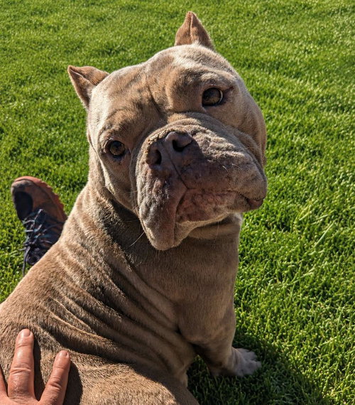 Roxy, an adoptable dog