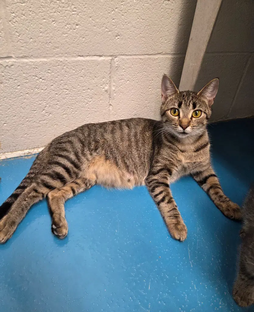 Mocha - Domestic Short Hair
