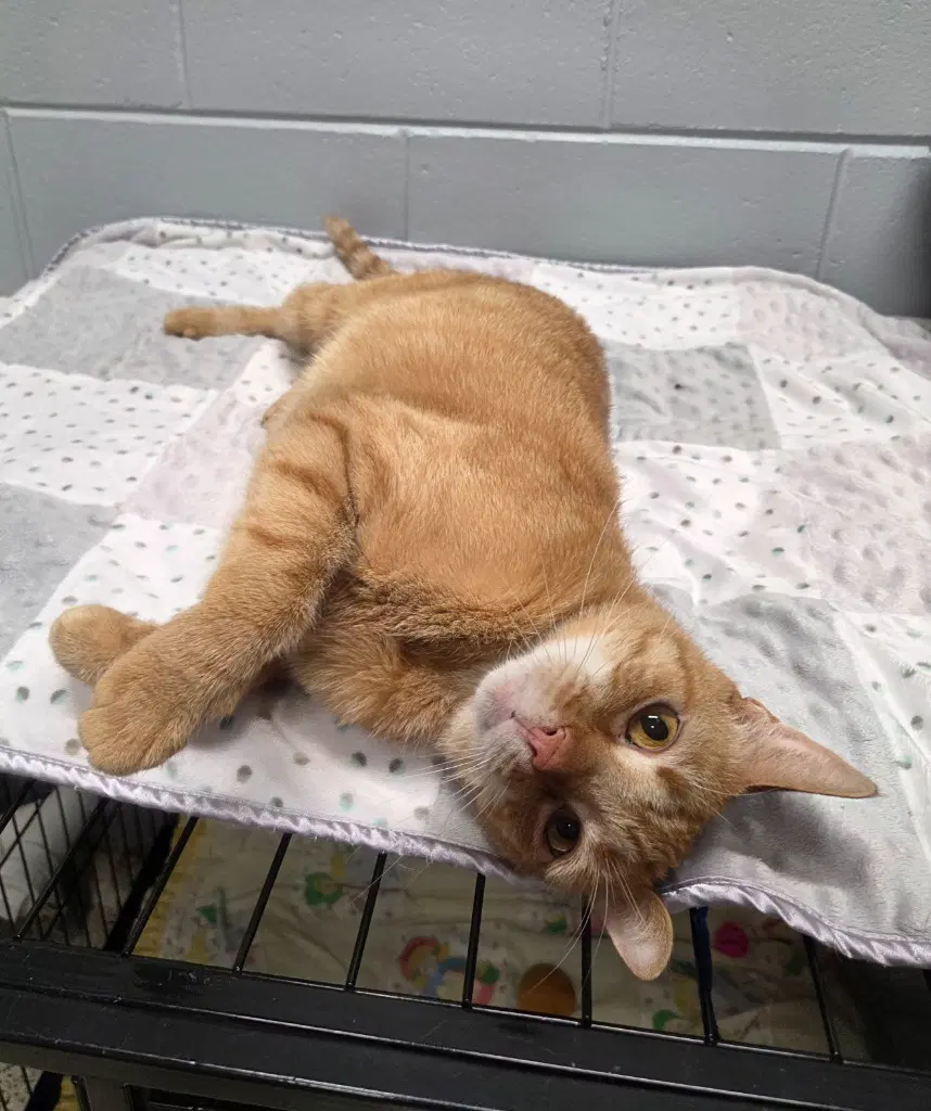 Pete - Domestic Short Hair
