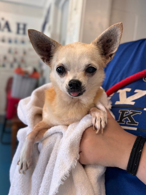 Micky, an adoptable dog