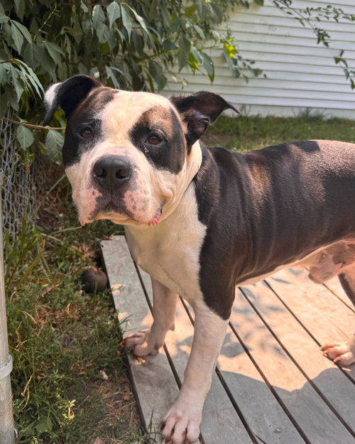 Cobblestone, an adoptable dog