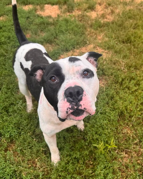 picture of the dog needing adoption