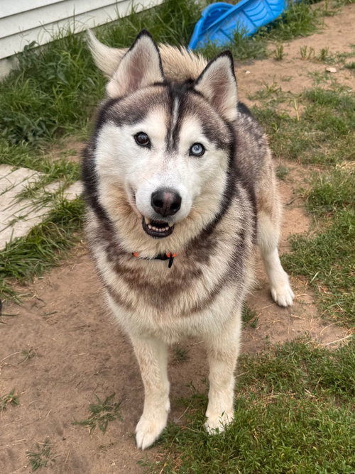 Falcon, an adoptable dog