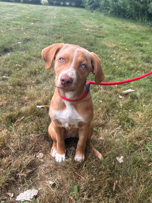 Coco, an adoptable dog