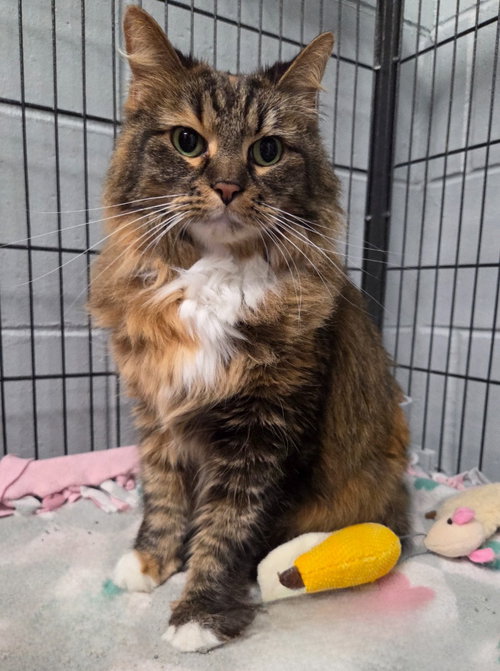 picture of the cat needing adoption
