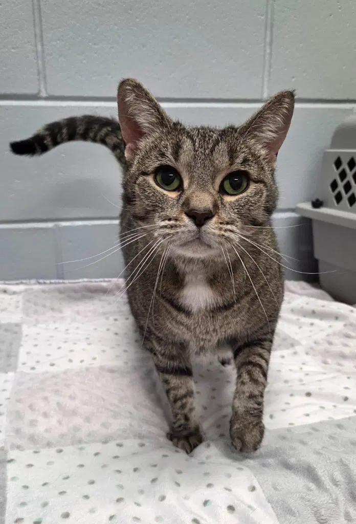 Anamoly - Domestic Short Hair