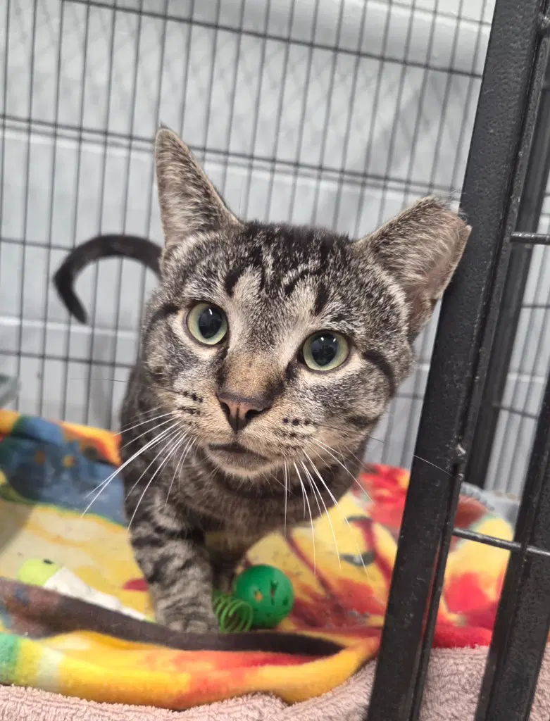 Oscar Bobb - Domestic Short Hair