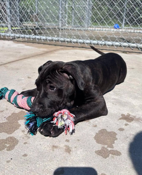 Pig, an adoptable dog