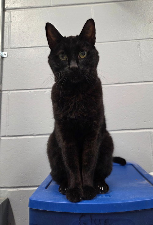 picture of the cat needing adoption