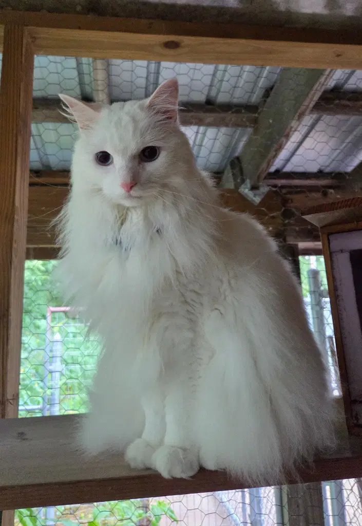 Eli - Domestic Long Hair
