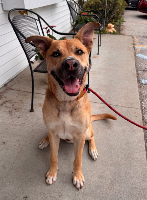 Stone, an adoptable dog