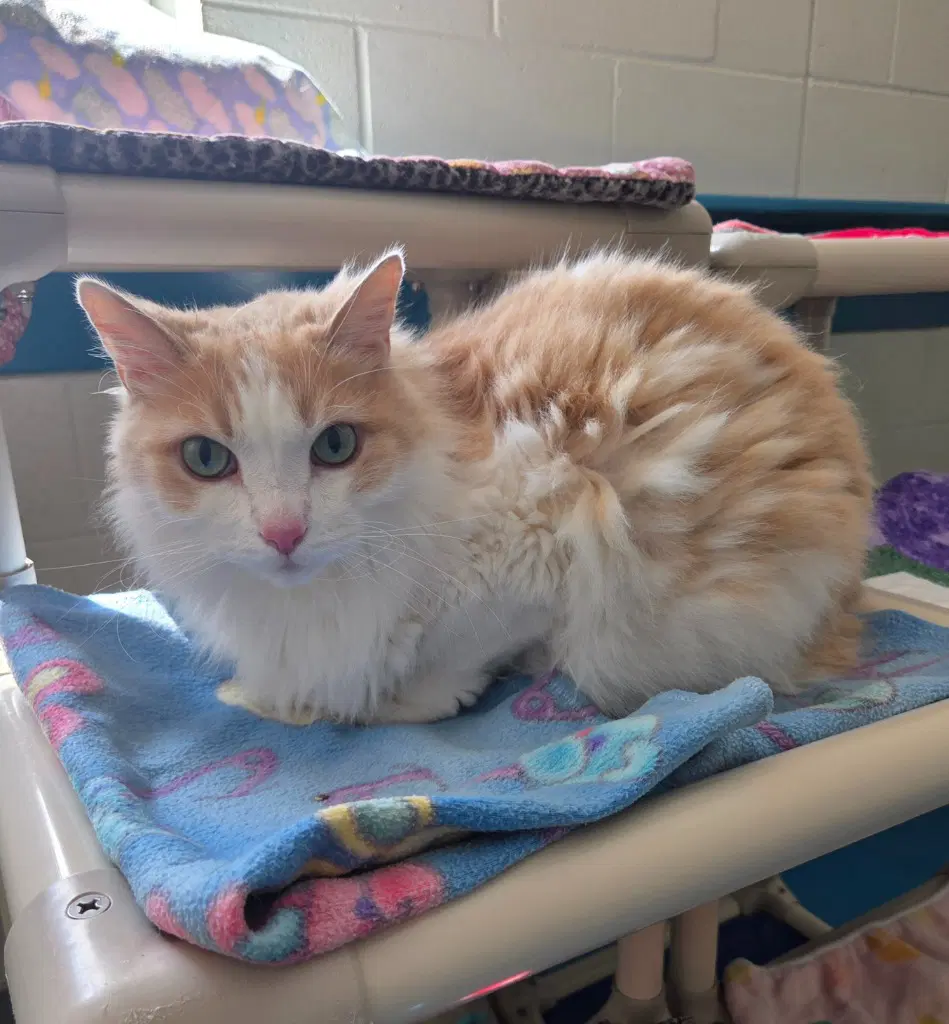 Pete - Domestic Long Hair