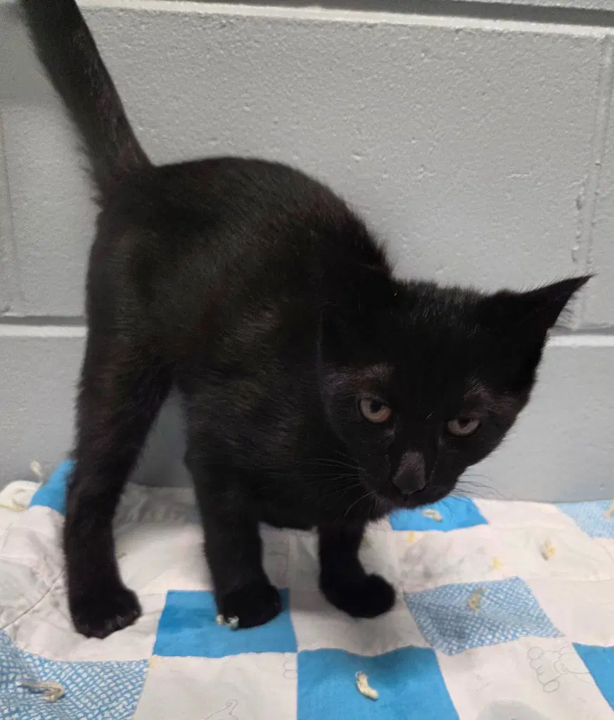 Ben - Domestic Short Hair