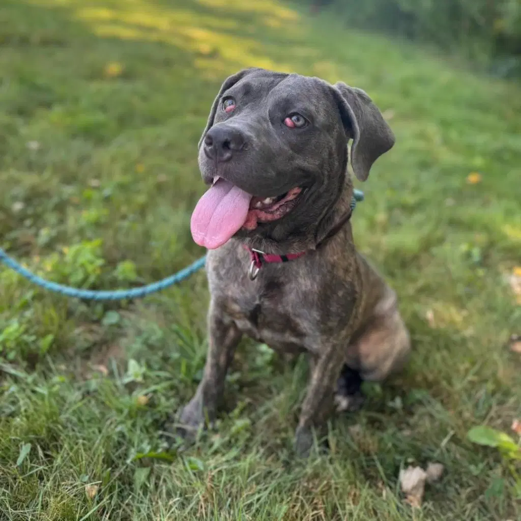Mabel - Cane Corso