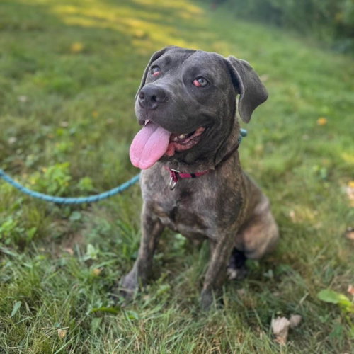 Mabel, an adoptable dog