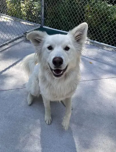 Bolt - Great Pyrenees