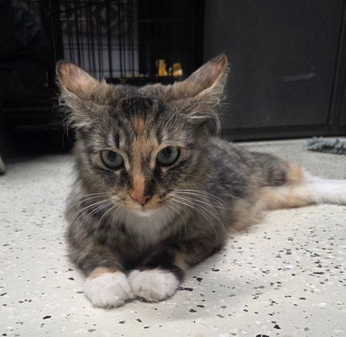picture of the cat needing adoption