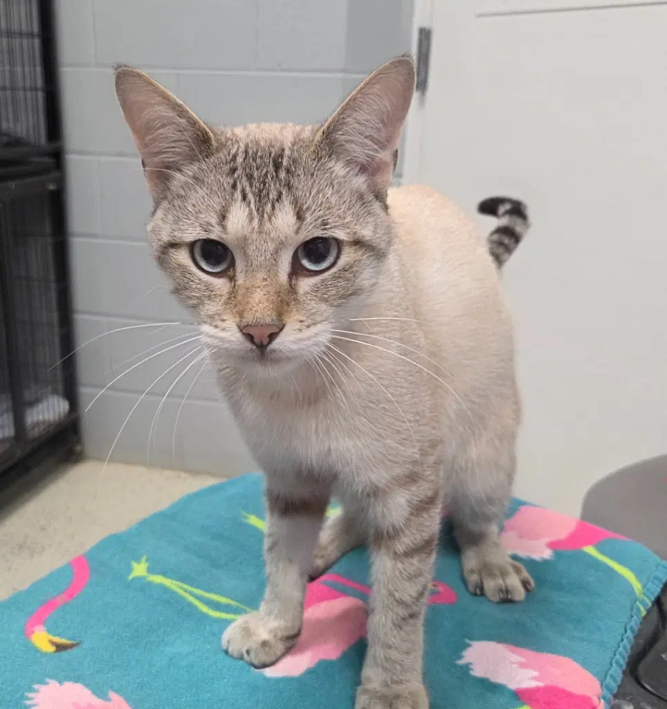 Luca - Domestic Short Hair
