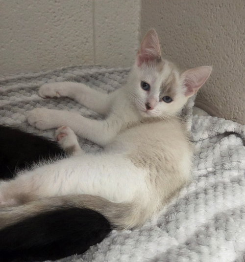 Eva, a cat for adoption from Noah Project