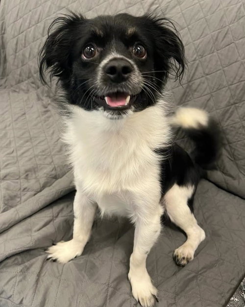 Sprout, an adoptable dog
