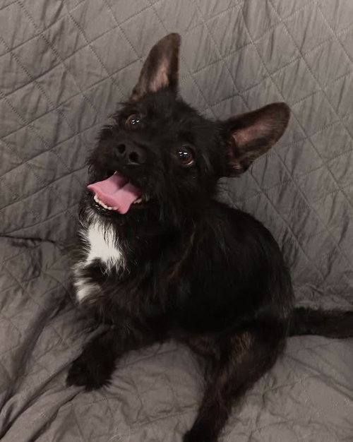 Draco, an adoptable dog