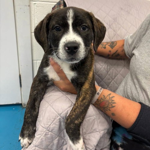 Rascal, an adoptable dog