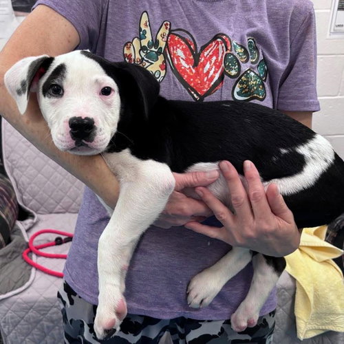 Boots, an adoptable dog