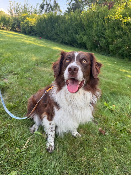 Milo 2, an adoptable dog