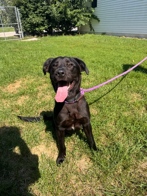 Meteor Strike, an adoptable dog