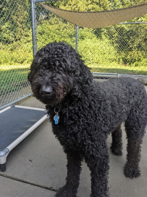 Jackson, an adoptable dog