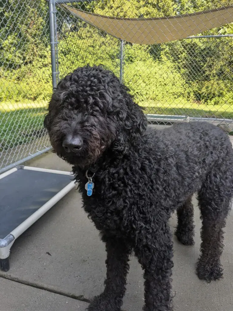 Jackson - Labradoodle