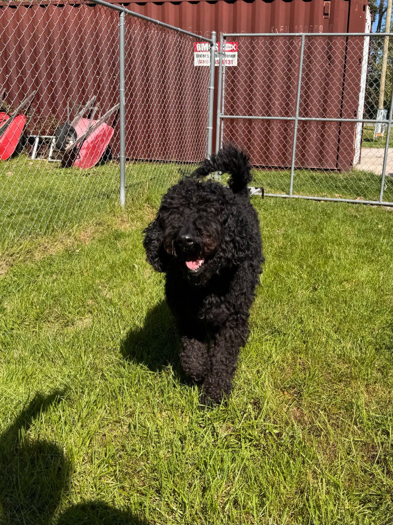 Jackson, photo 2