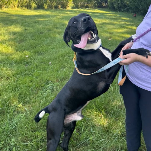 Rocky, an adoptable dog