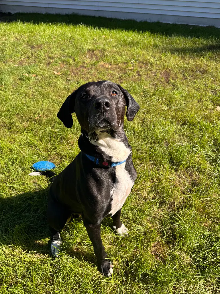 Rocky - Black Labrador Retriever