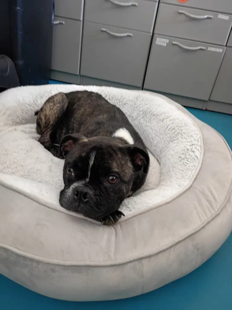 Rocky Rocco - Boston Terrier