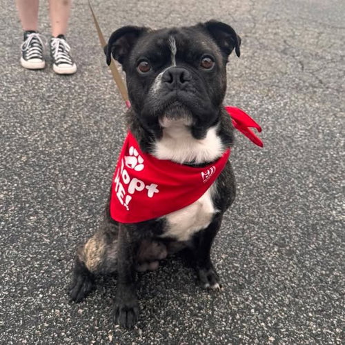 Rocky (Rocco), an adoptable dog