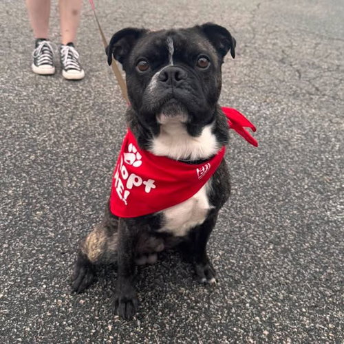 Photo 2 of Rocky (Rocco)