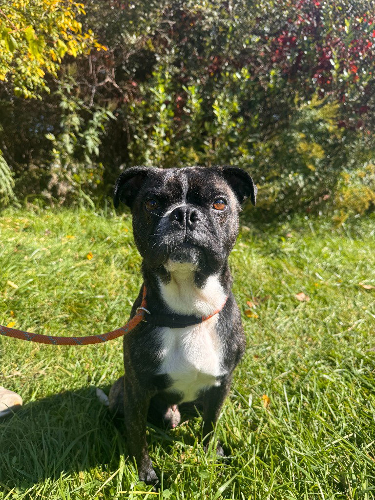 Rocky (Rocco), photo 2