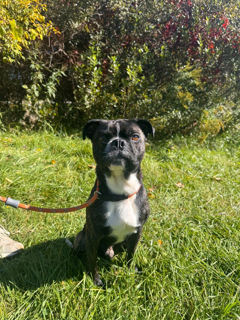 Rocky (Rocco), photo 4