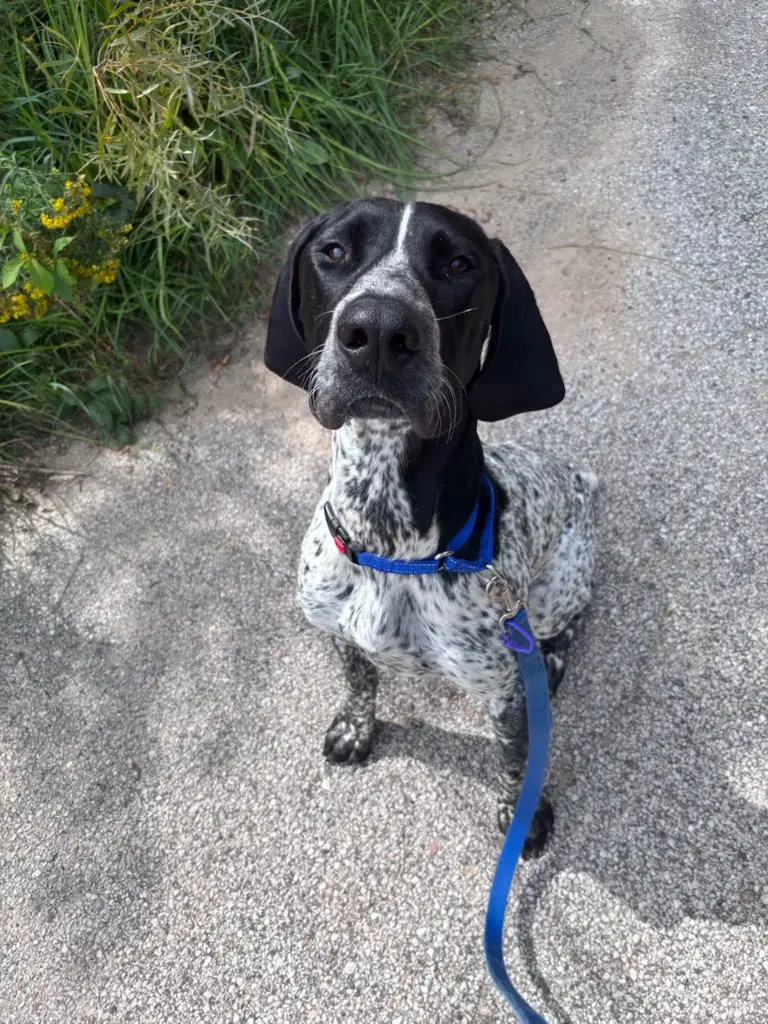 Sparrow - German Shorthaired Pointer